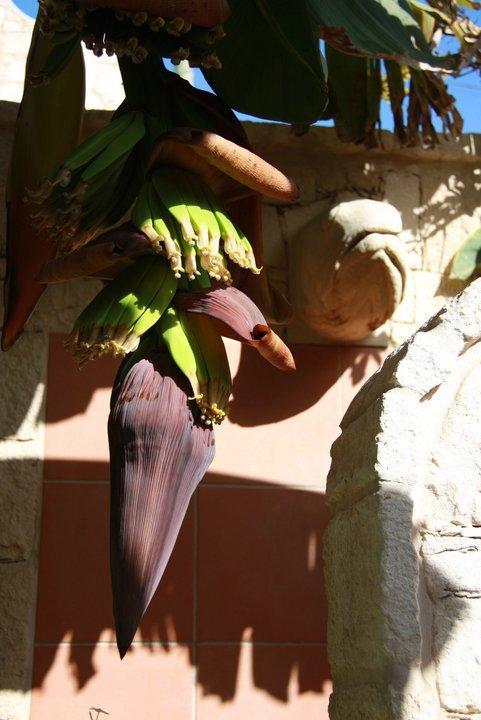 Guest House Orquidea Sal Rei Dış mekan fotoğraf